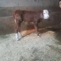 گوساله