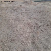 کاه گندم