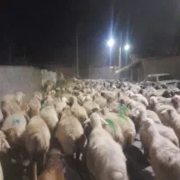 ۵۰راس میش جوان