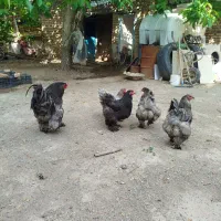 مرغ و خروس برهما