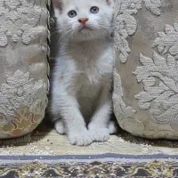 سفید گربه