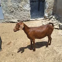 نری