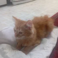 واگذاری گربه