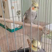 عروس هلندی باقفس