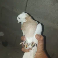 کبوتر