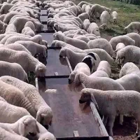 گوسفند فروشی
