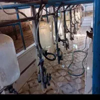 گاوداری