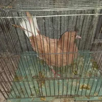 کفتر نر المانی دورگه