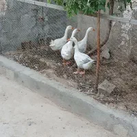 غازفروشی