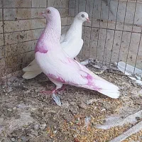 چند جفت کبوتر عالی