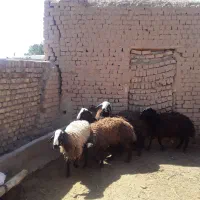 گوسفند اصیل شال