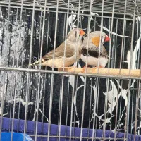 فنچ نر و ماده