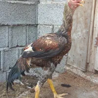 خروس لاری