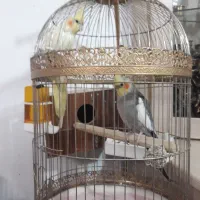 واگذاری عروس هلندی
