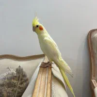 عروس هلندی ماده زعفرانی دستی