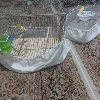 قناری نر ماده