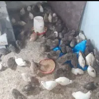 بلدرچین گوشتی