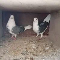 کفتر