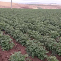 کارگر دایمی برای کشت سیب زمینی