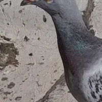 دوبر بالا صید شده هیچ پر