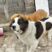 سگ خراسانی اصیل