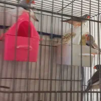 چها جفت فنج