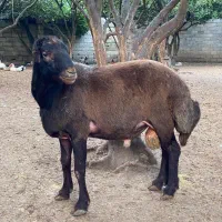 گوسفند شیشک قوچ همو