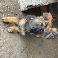 سگ ژرمن