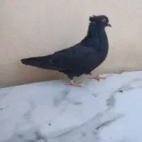 کبوتر ماده زاغ پرشی