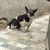 سگ نر