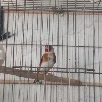 سهره مهاباد