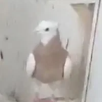 کبوتر