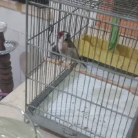 سهره مست مست