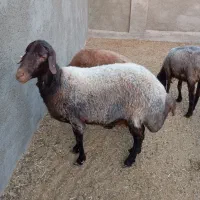 میش چاق کشتاری