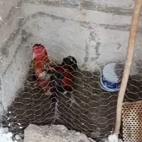 مرغ خروس