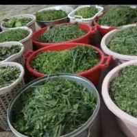 انواع سبزی خوزستان وجوده