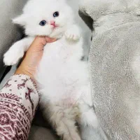 گربه شیرین و نمک