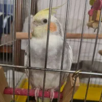 عروس هلندی گمشده