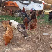 تخم قوغازاردک مسکوئی،بوقلمون مرغ محلی گلچین درجه۱