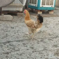 مرغ نژاد دار