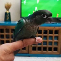 ۳عدد جوجه گرینچیک
