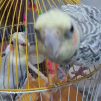 دو عدد عروس هلندی