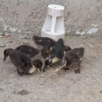 فروش ۷عدد اردک اسرائیلی ۱ ماه