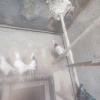 کفترتهرانی پرشی