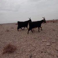 بز ترکی
