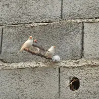 دو جفت فنچ سرحال