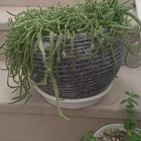 کاکتوس ماری