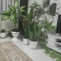 پذیرش نظافت