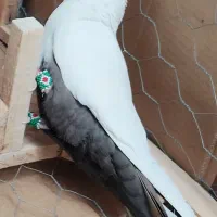 کفتر دمبی نروماده زیروقفل