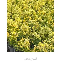 فروش نهال شمشاد